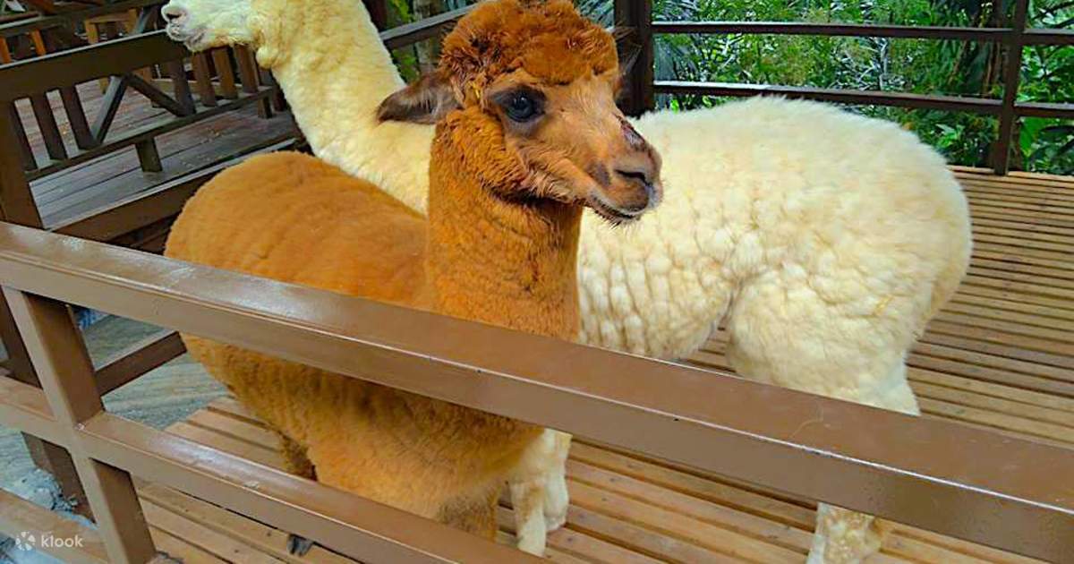 Tiket Diskon KL Tower Mini Zoo di Kuala Lumpur, Malaysia Klook Indonesia